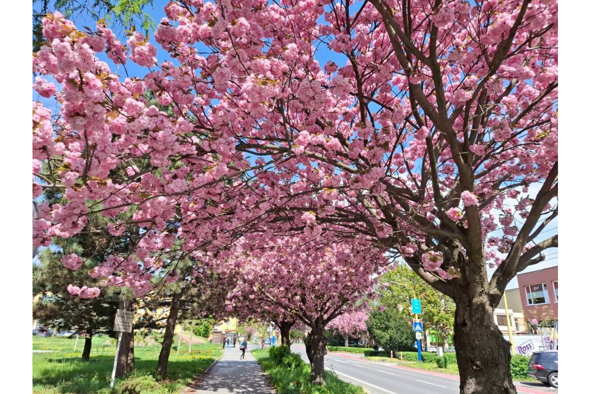 FOTO: Sakury v Prešove rozkvitli, no niektorým chýba farba spomienok, foto 5