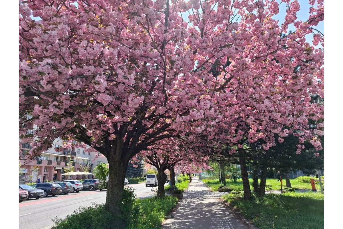FOTO: Sakury v Prešove rozkvitli, no niektorým chýba farba spomienok, foto 7