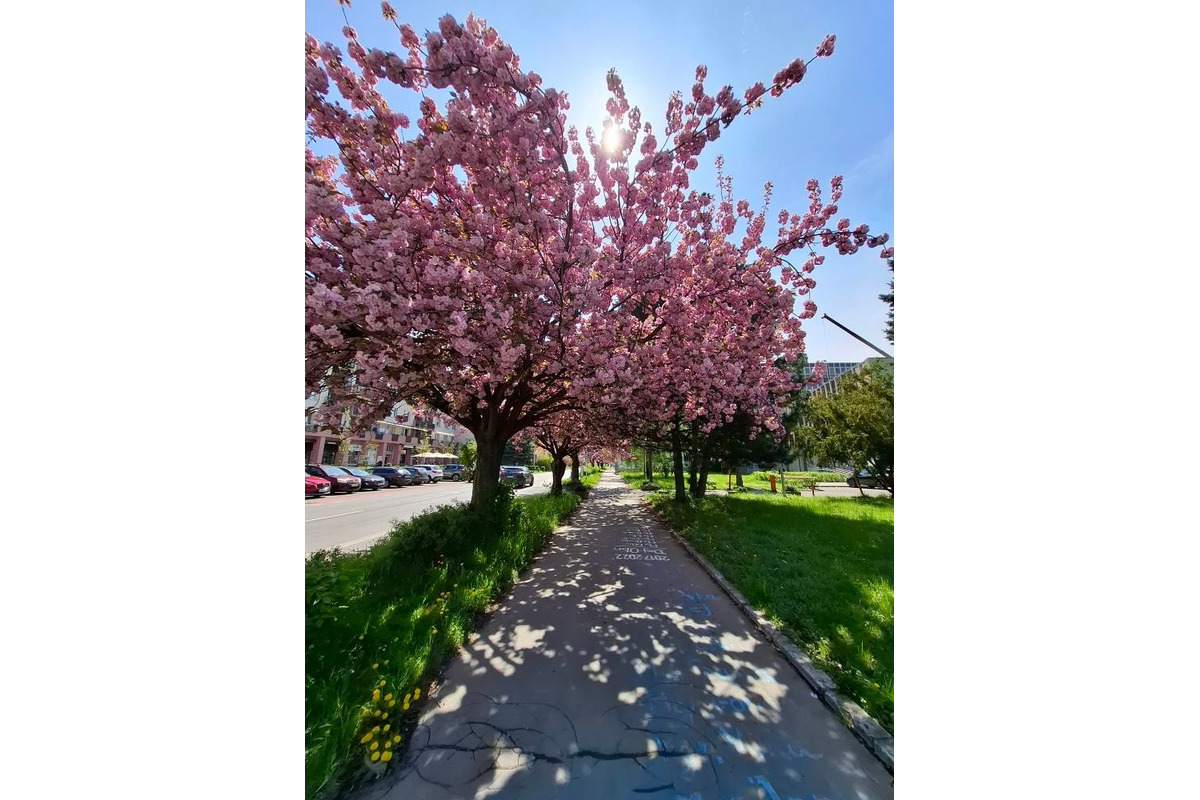 FOTO: Sakury v Prešove rozkvitli, no niektorým chýba farba spomienok, foto 8