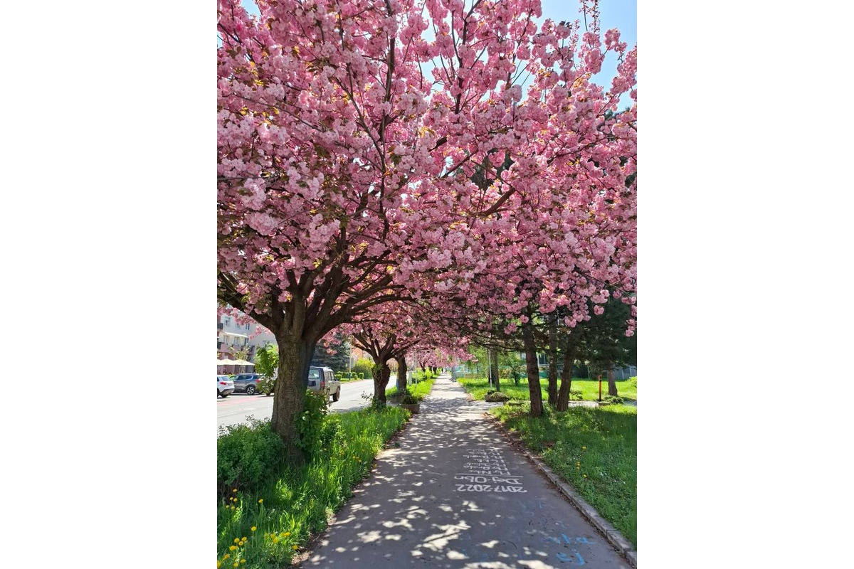 FOTO: Sakury v Prešove rozkvitli, no niektorým chýba farba spomienok, foto 10