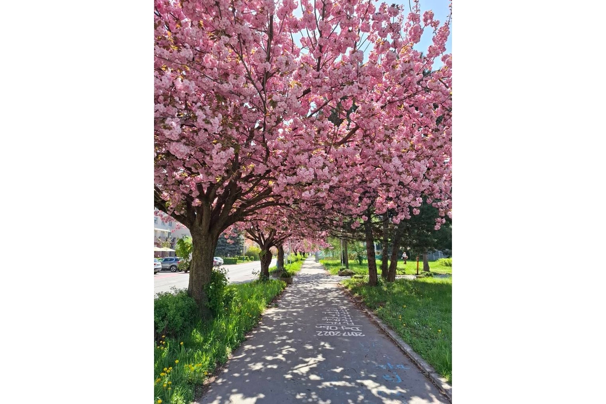 FOTO: Sakury v Prešove rozkvitli, no niektorým chýba farba spomienok, foto 11