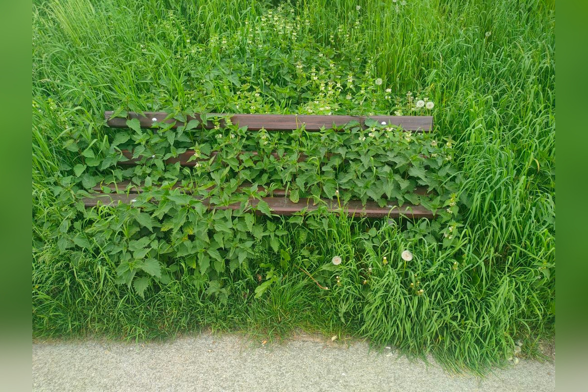 FOTO: Lavička v Prešove zarastená žihľavou? Vraj prírodná terapia na kĺby, foto 1