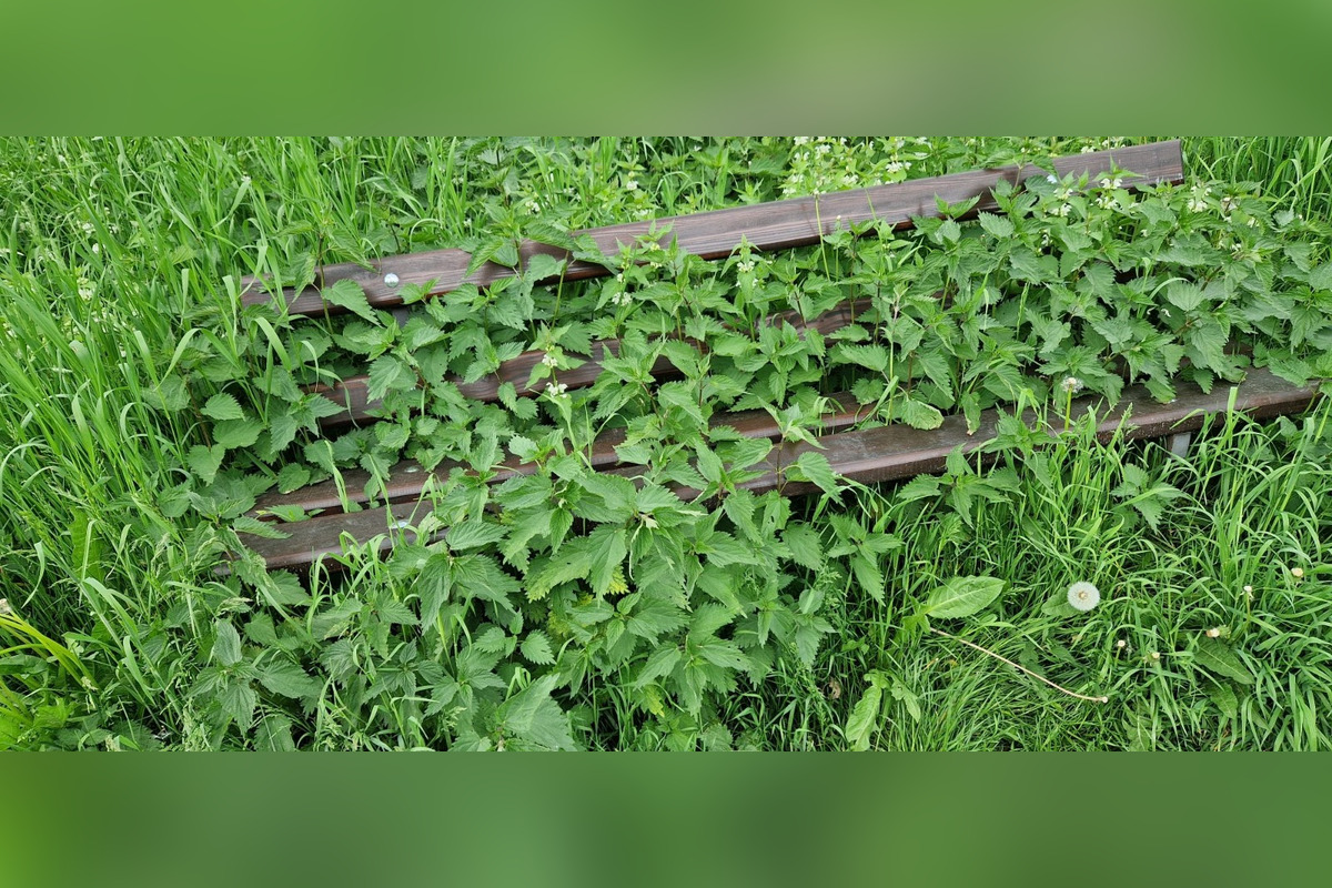 FOTO: Lavička v Prešove zarastená žihľavou? Vraj prírodná terapia na kĺby, foto 2