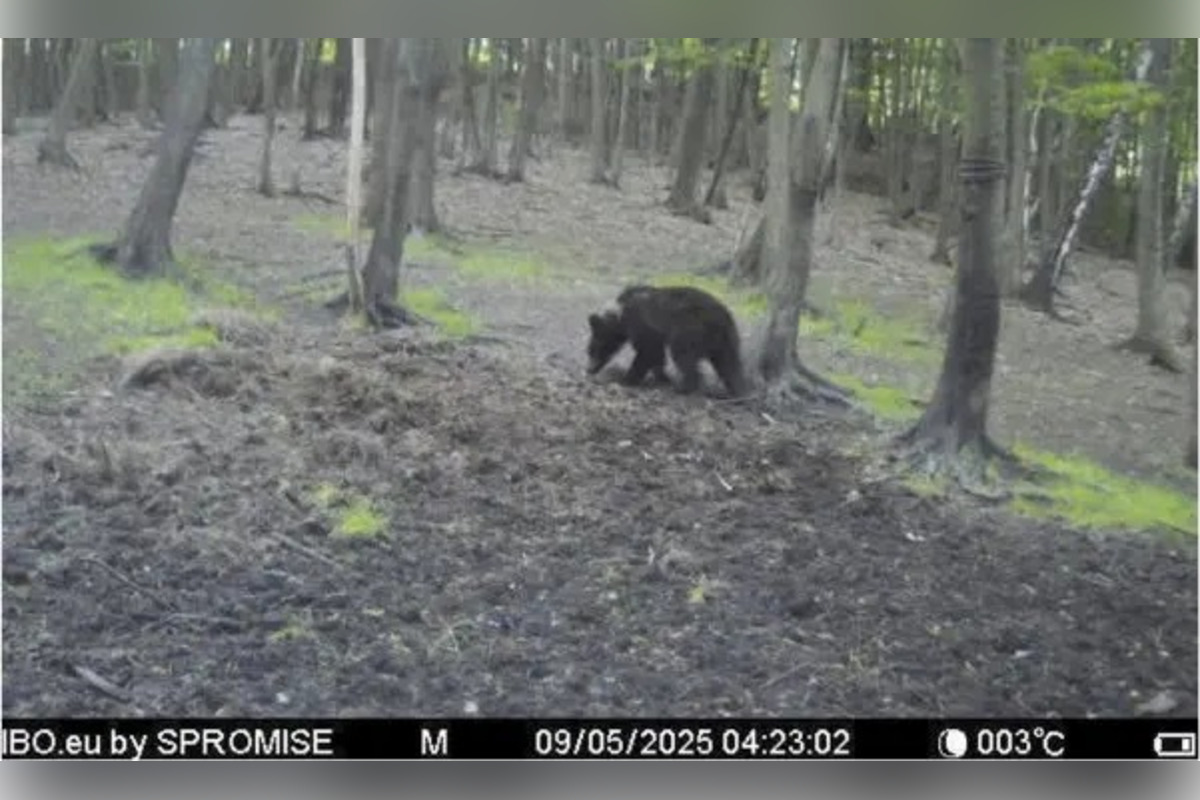 FOTO: Medvede sa túlajú v okolí Lascova a Šarišského Štiavnika, foto 1