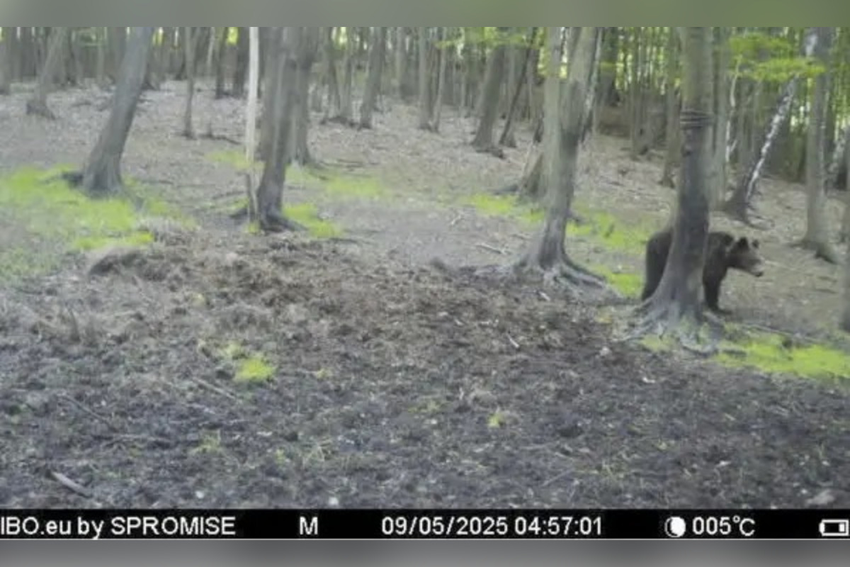 FOTO: Medvede sa túlajú v okolí Lascova a Šarišského Štiavnika, foto 2