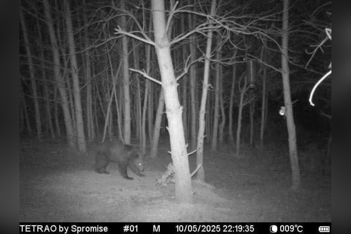 FOTO: Medvede sa túlajú v okolí Lascova a Šarišského Štiavnika, foto 3