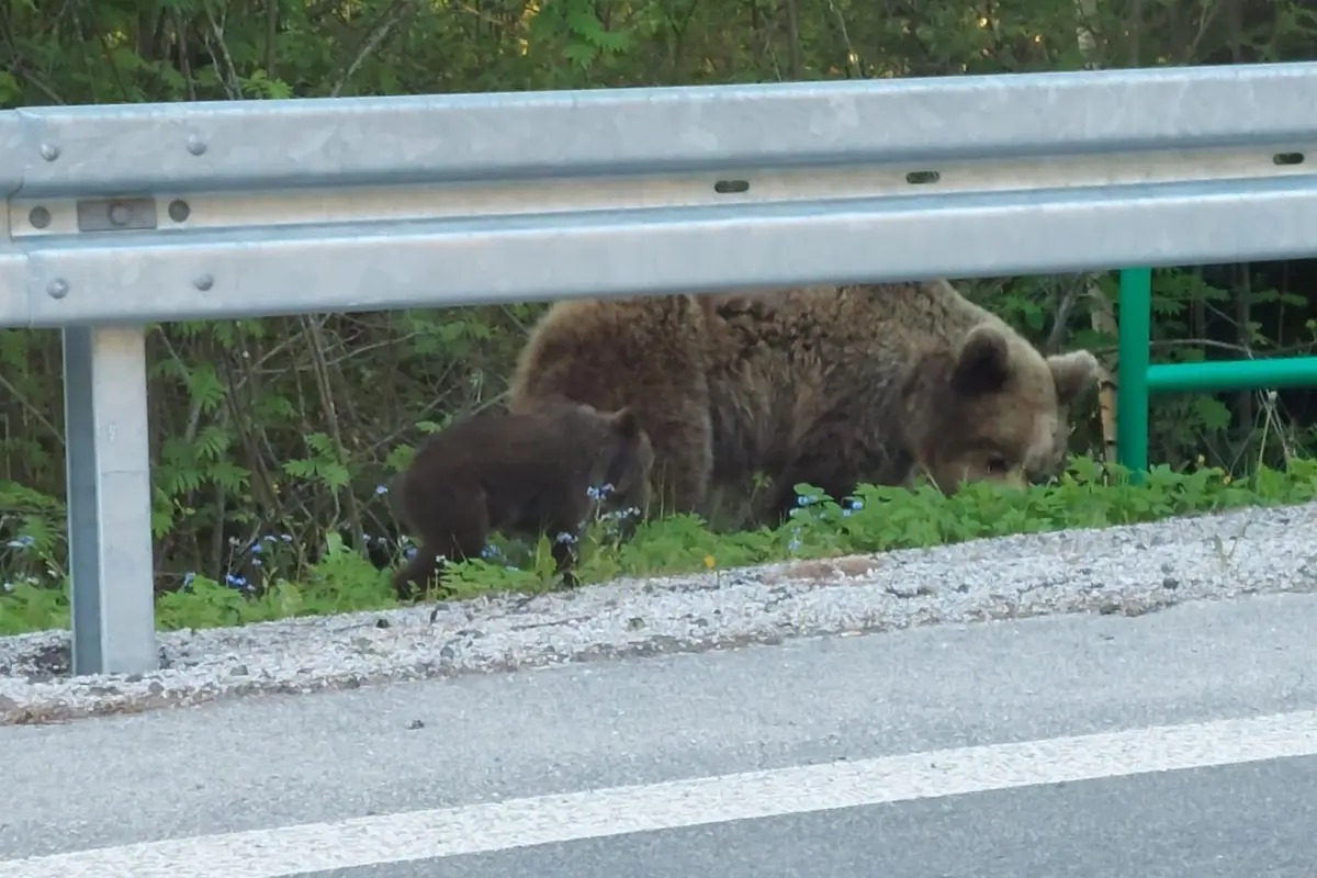 FOTO: Jar na Slovensku patrí medveďom. Turisti hlásia zábery ako zo ZOO, foto 2