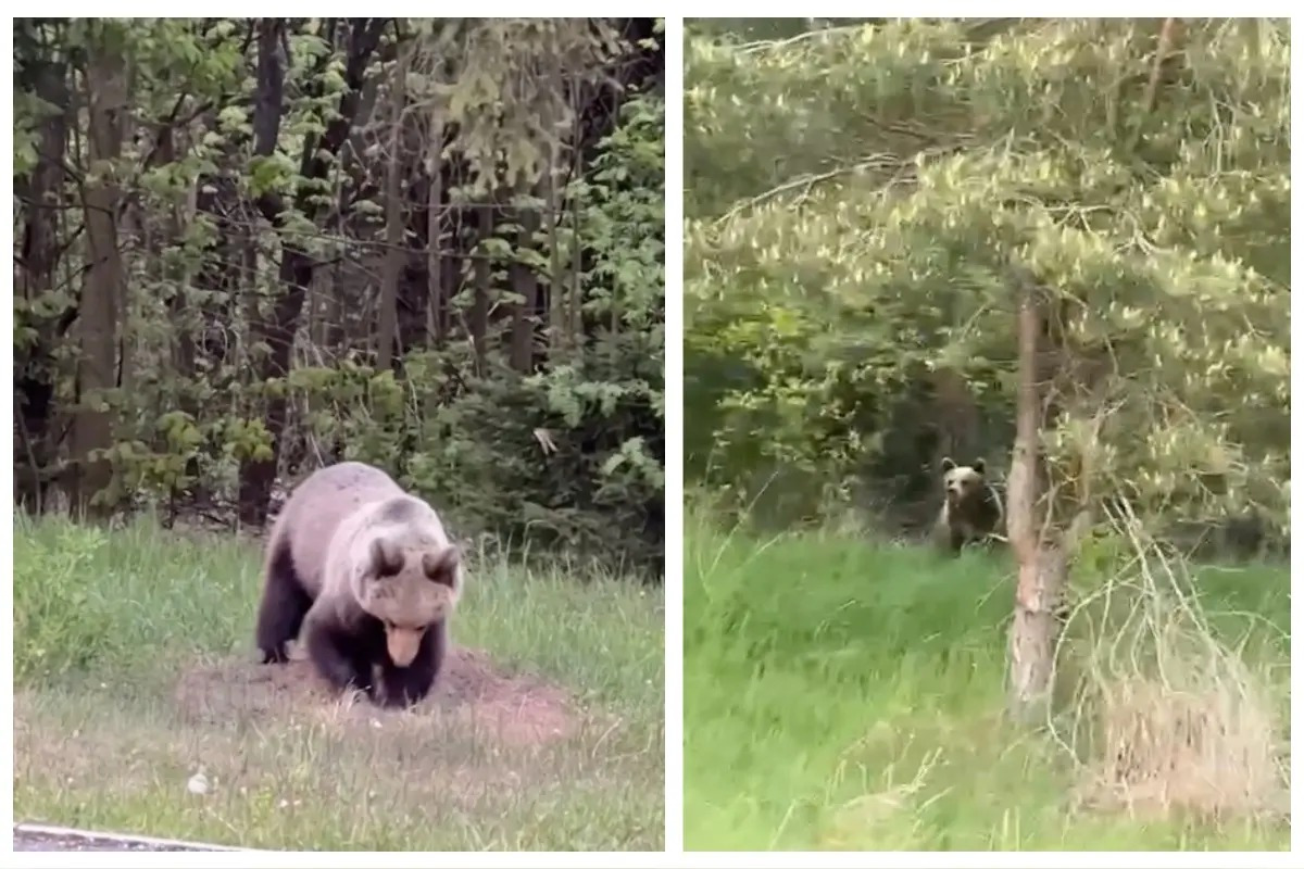 FOTO: Jar na Slovensku patrí medveďom. Turisti hlásia zábery ako zo ZOO, foto 4