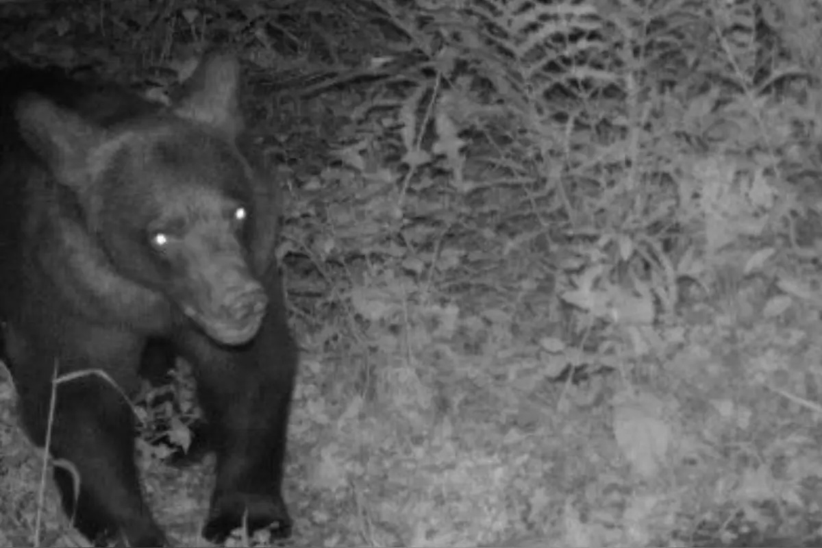 FOTO: Jar na Slovensku patrí medveďom. Turisti hlásia zábery ako zo ZOO, foto 5
