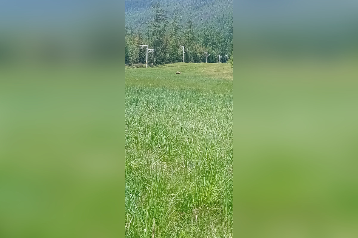 FOTO: V tatranskej turistickej oblasti upozorňujú na pohyb medvedice s mláďatami, foto 1