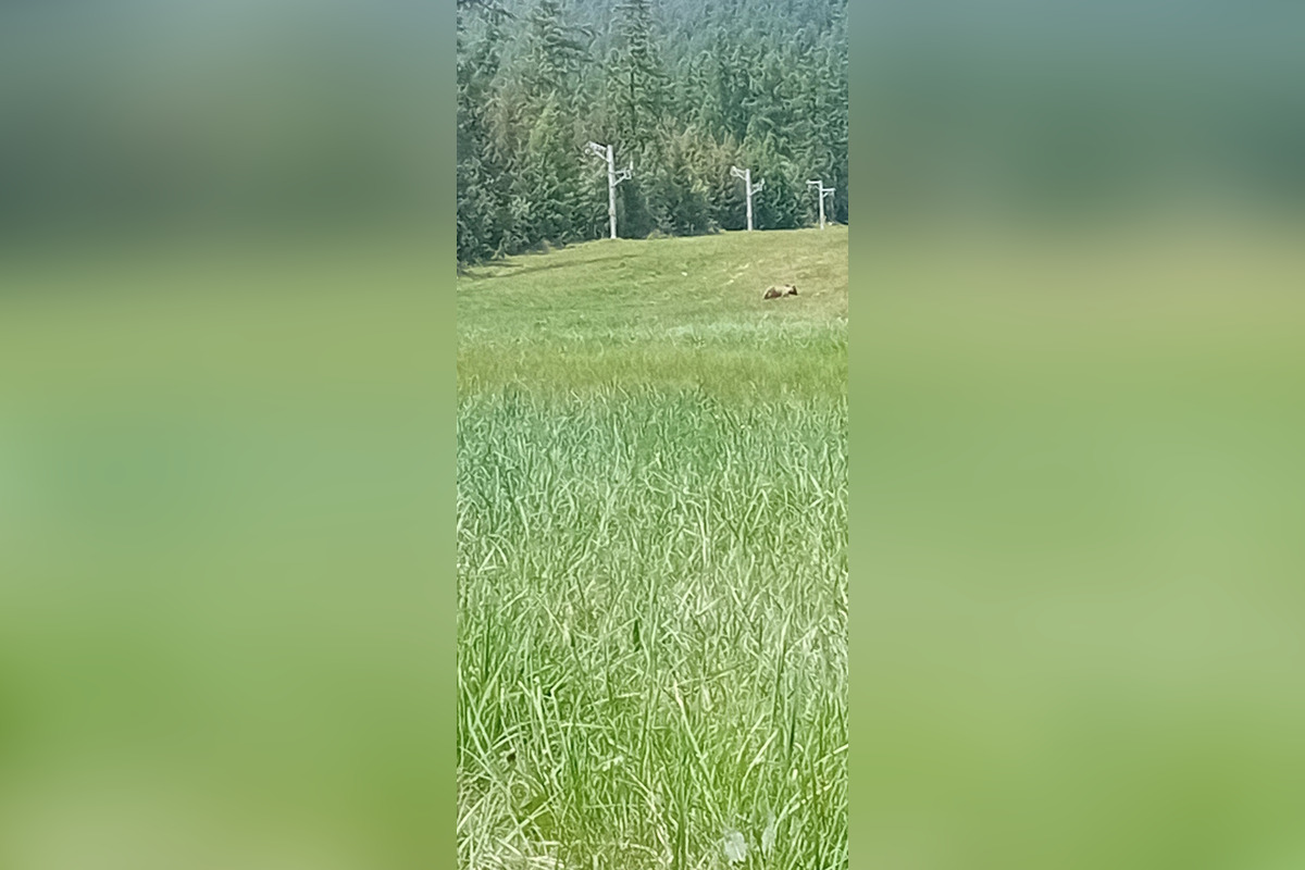 FOTO: V tatranskej turistickej oblasti upozorňujú na pohyb medvedice s mláďatami, foto 2
