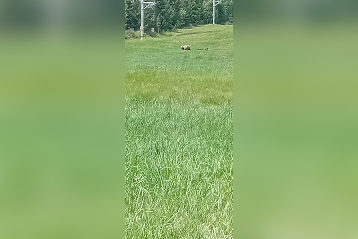 FOTO: V tatranskej turistickej oblasti upozorňujú na pohyb medvedice s mláďatami, foto 3