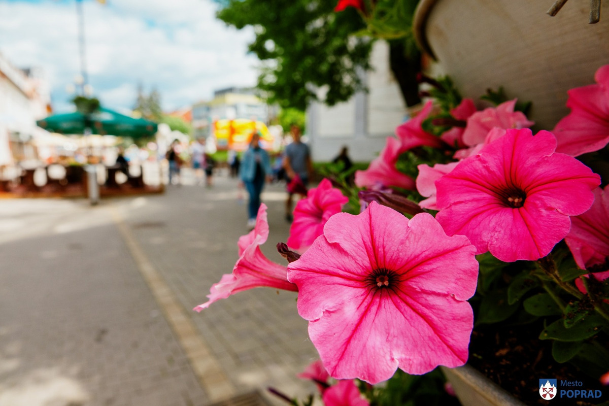 FOTO: Letničky v Poprade žiaria farbami. Námestia aj sídliska kvitnú, foto 1