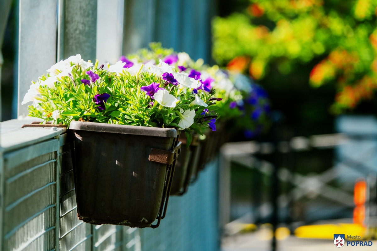 FOTO: Letničky v Poprade žiaria farbami. Námestia aj sídliska kvitnú, foto 4