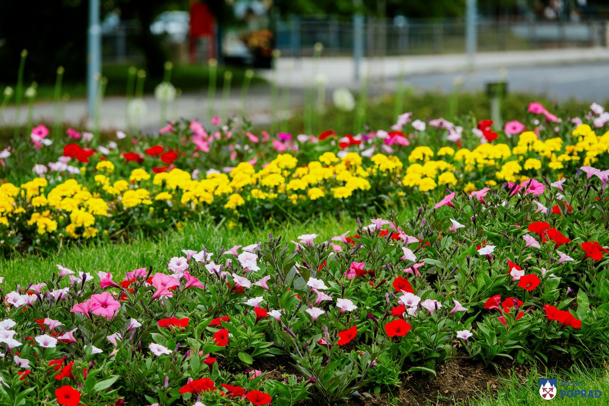 FOTO: Letničky v Poprade žiaria farbami. Námestia aj sídliska kvitnú, foto 6