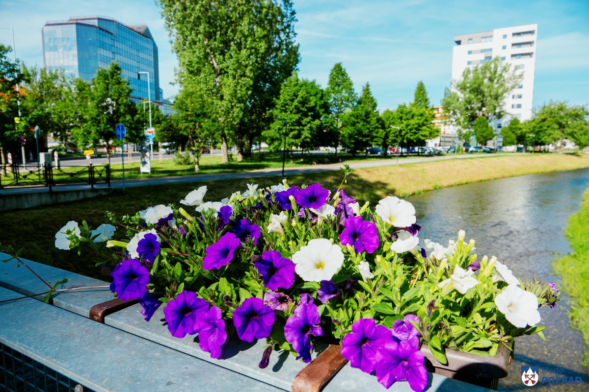 FOTO: Letničky v Poprade žiaria farbami. Námestia aj sídliska kvitnú, foto 7