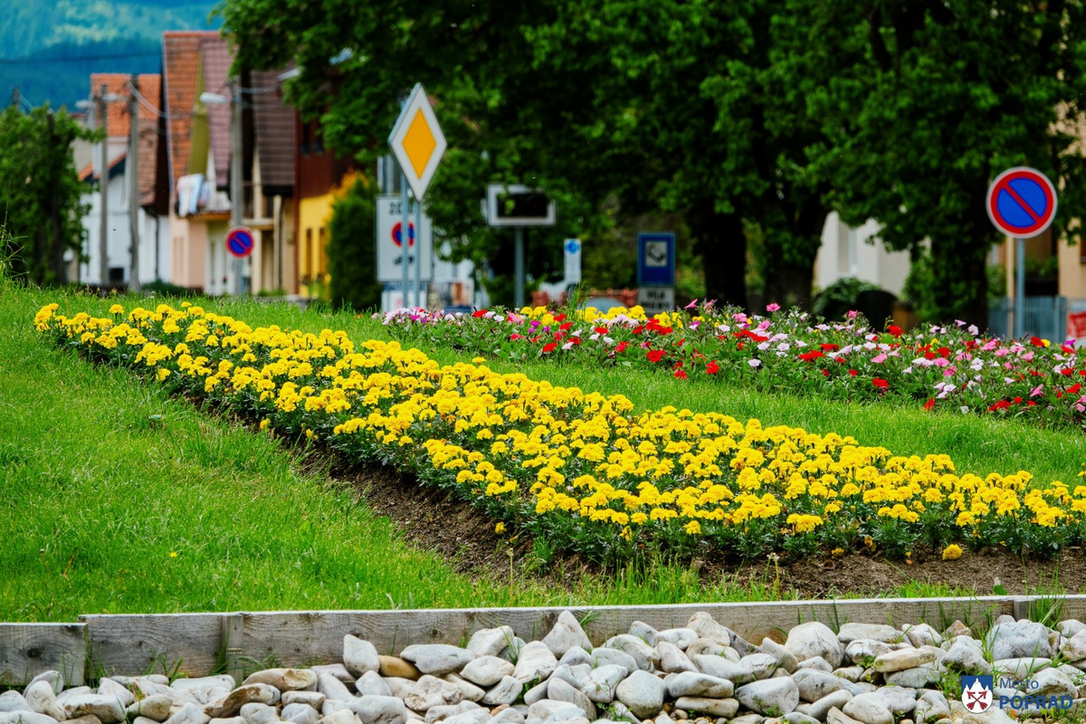 FOTO: Letničky v Poprade žiaria farbami. Námestia aj sídliska kvitnú, foto 9