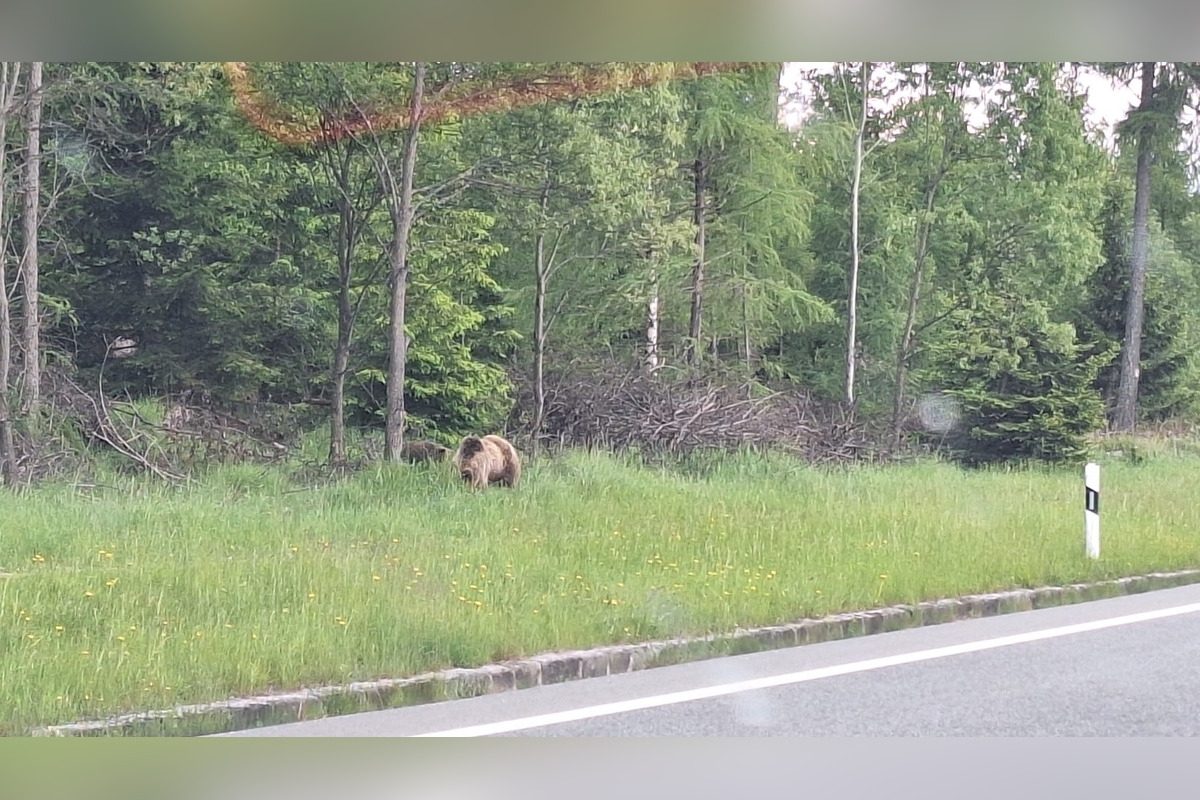 FOTO: Na chodníku pri hlavnej ceste v Tatrách sa pohybovala medvedica s mláďaťom, foto 2