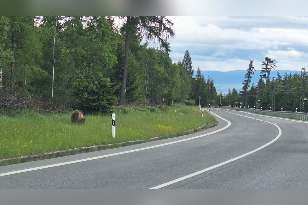 FOTO: Na chodníku pri hlavnej ceste v Tatrách sa pohybovala medvedica s mláďaťom, foto 3