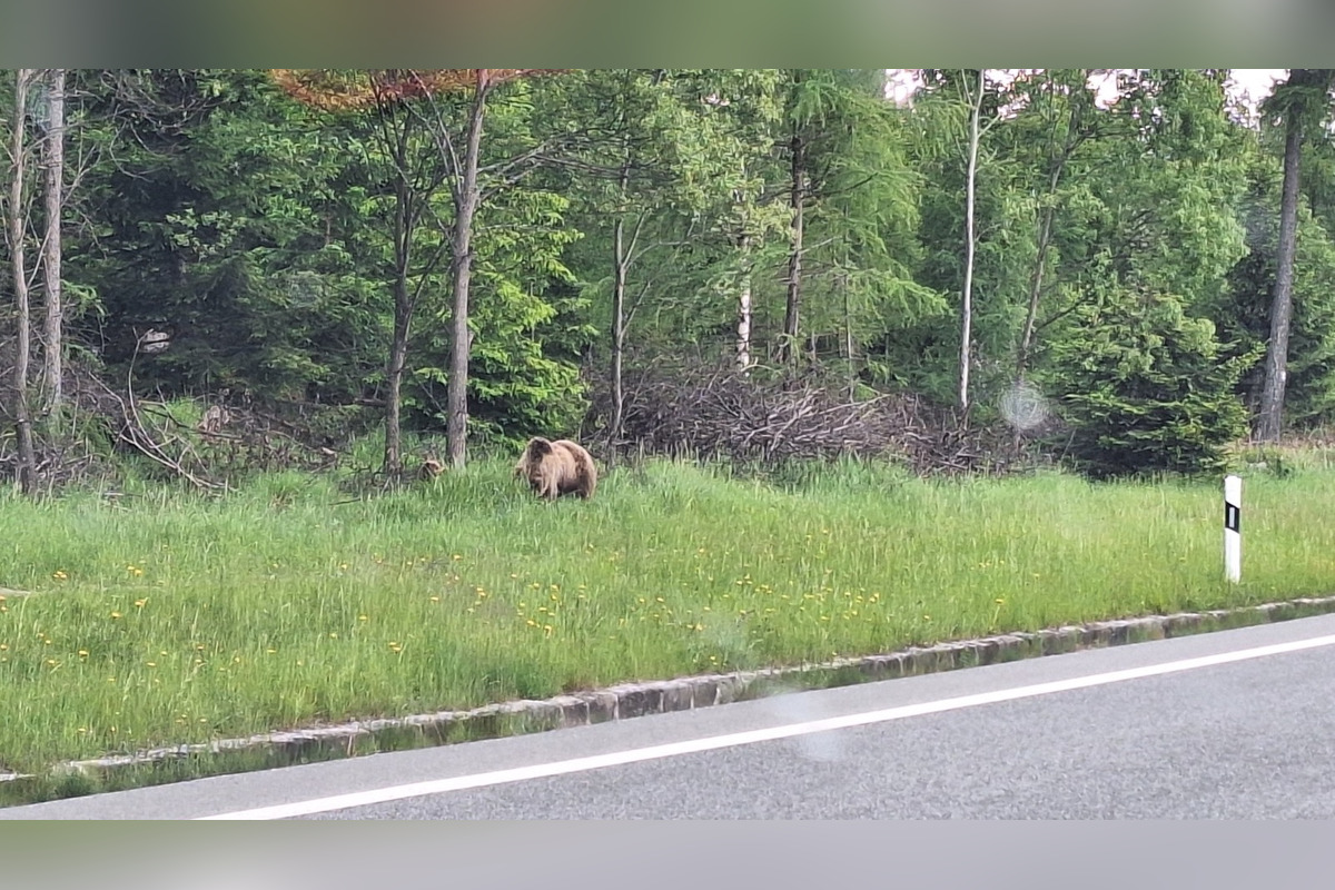 FOTO: Na chodníku pri hlavnej ceste v Tatrách sa pohybovala medvedica s mláďaťom, foto 4