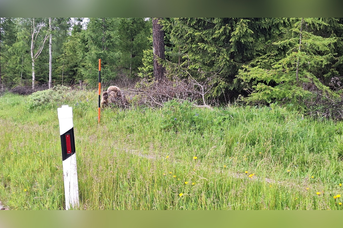 FOTO: Na chodníku pri hlavnej ceste v Tatrách sa pohybovala medvedica s mláďaťom, foto 5