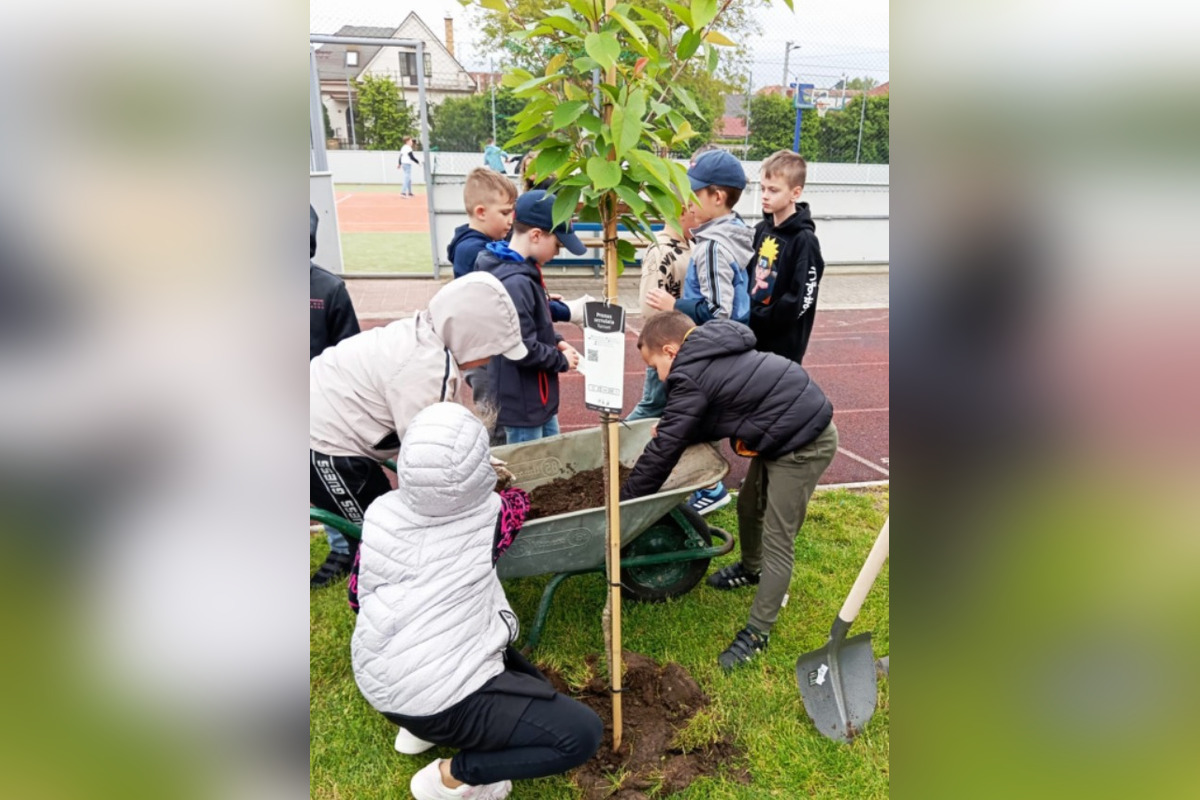 FOTO: Vyfúkli tisíce vajíčok, mesto im za to zasadilo stromy, sadili ich žiaci, foto 4