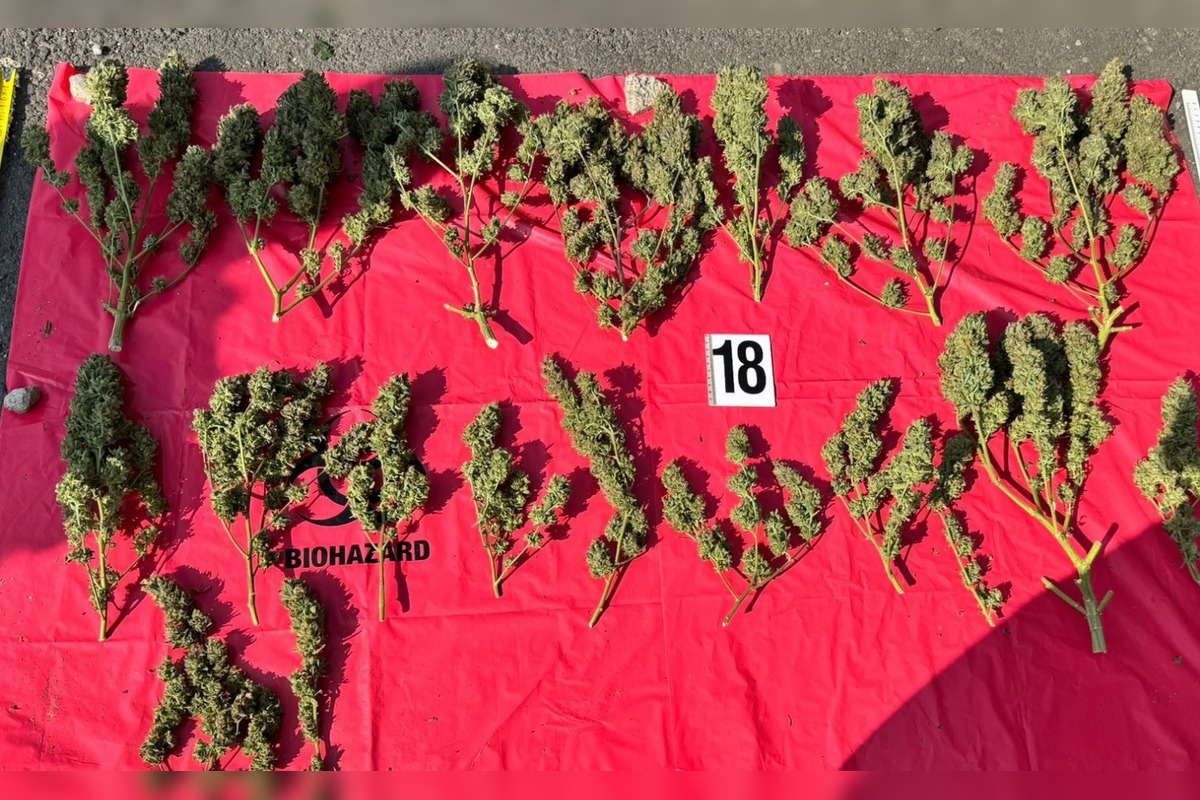 FOTO: Marihuanové laboratórium v Poprade, dvaja zadržaní, hrozí im 15 rokov, foto 2