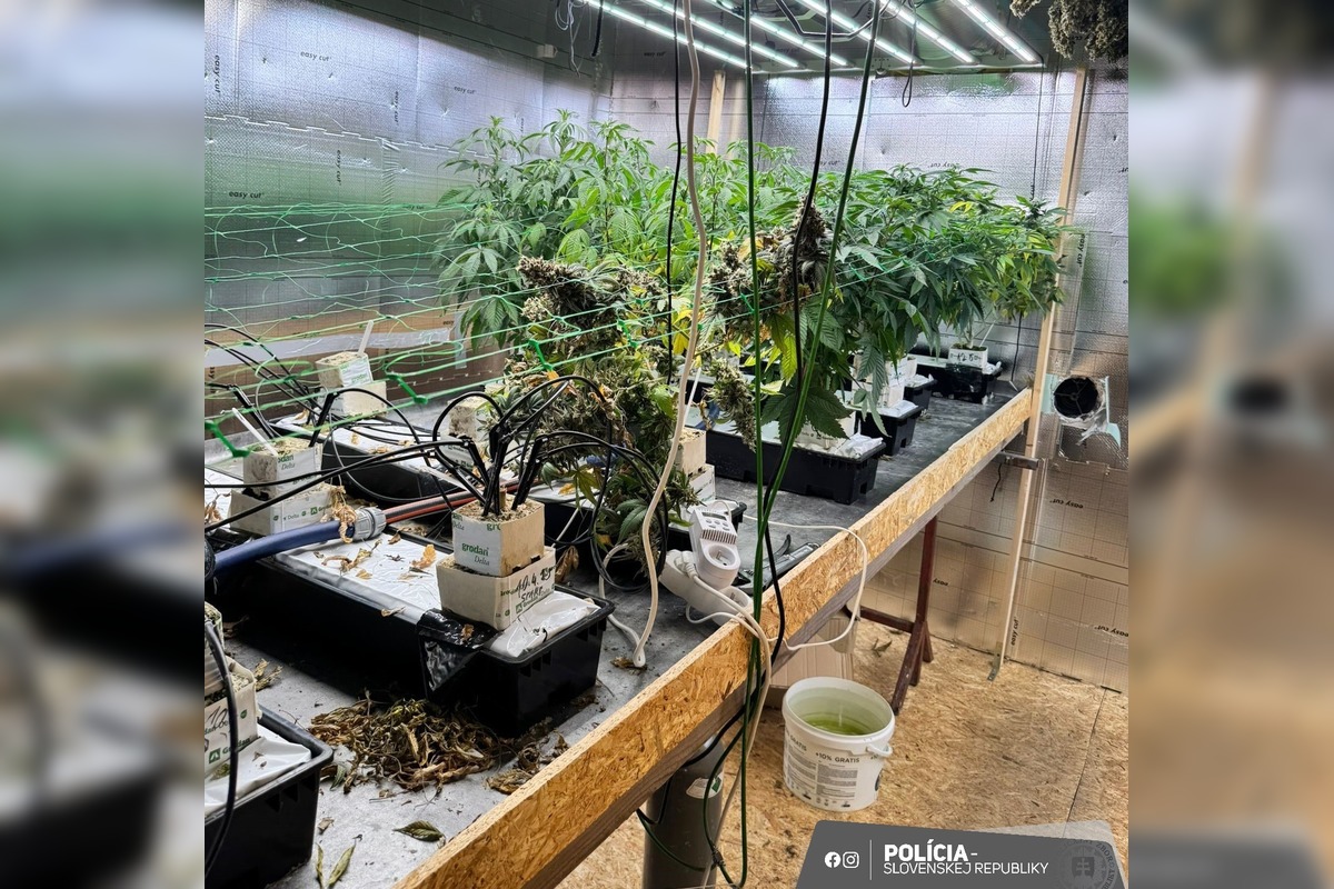 FOTO: Marihuanové laboratórium v Poprade, dvaja zadržaní, hrozí im 15 rokov, foto 3