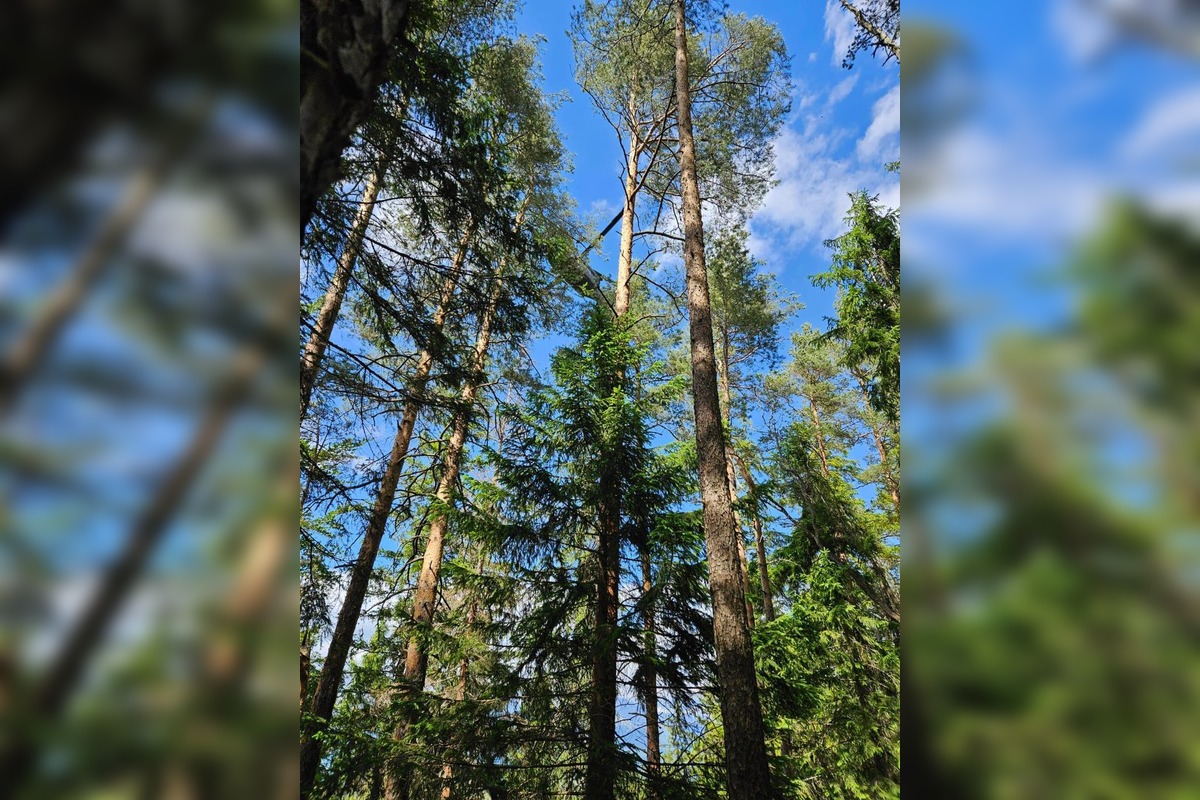  FOTO: Požiar starého lesa pod Kimberkom. Hasiči bojujú s ohňom aj vetrom, foto 7