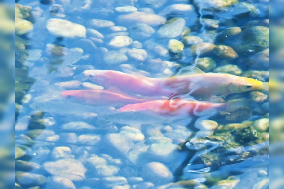 FOTO: Humenské jazierko zachraňovali cisterny, foto 1