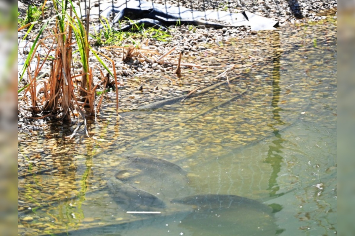 FOTO: Humenské jazierko zachraňovali cisterny, foto 4
