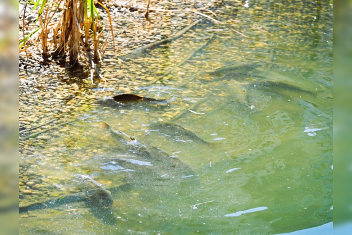 FOTO: Humenské jazierko zachraňovali cisterny, foto 6