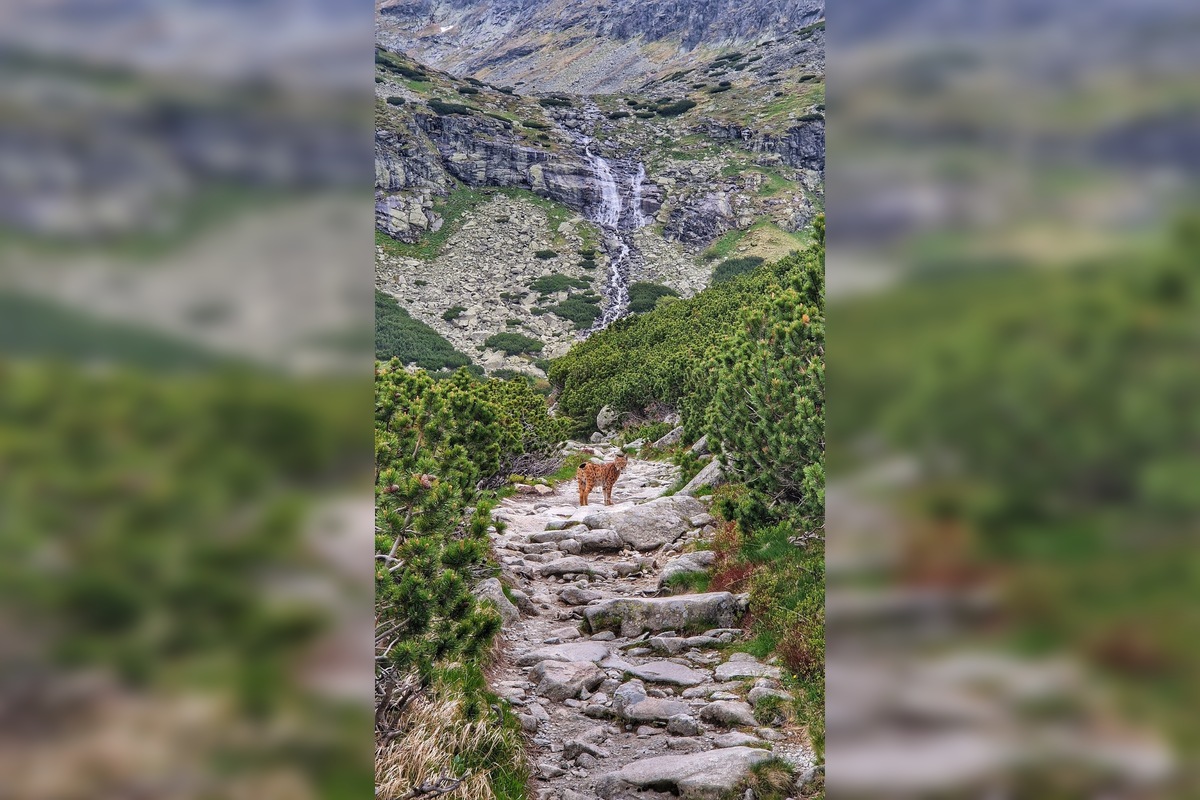 FOTO: Petra prišiel pred Sliezskym Domom pozdraviť nádherný rys, foto 1