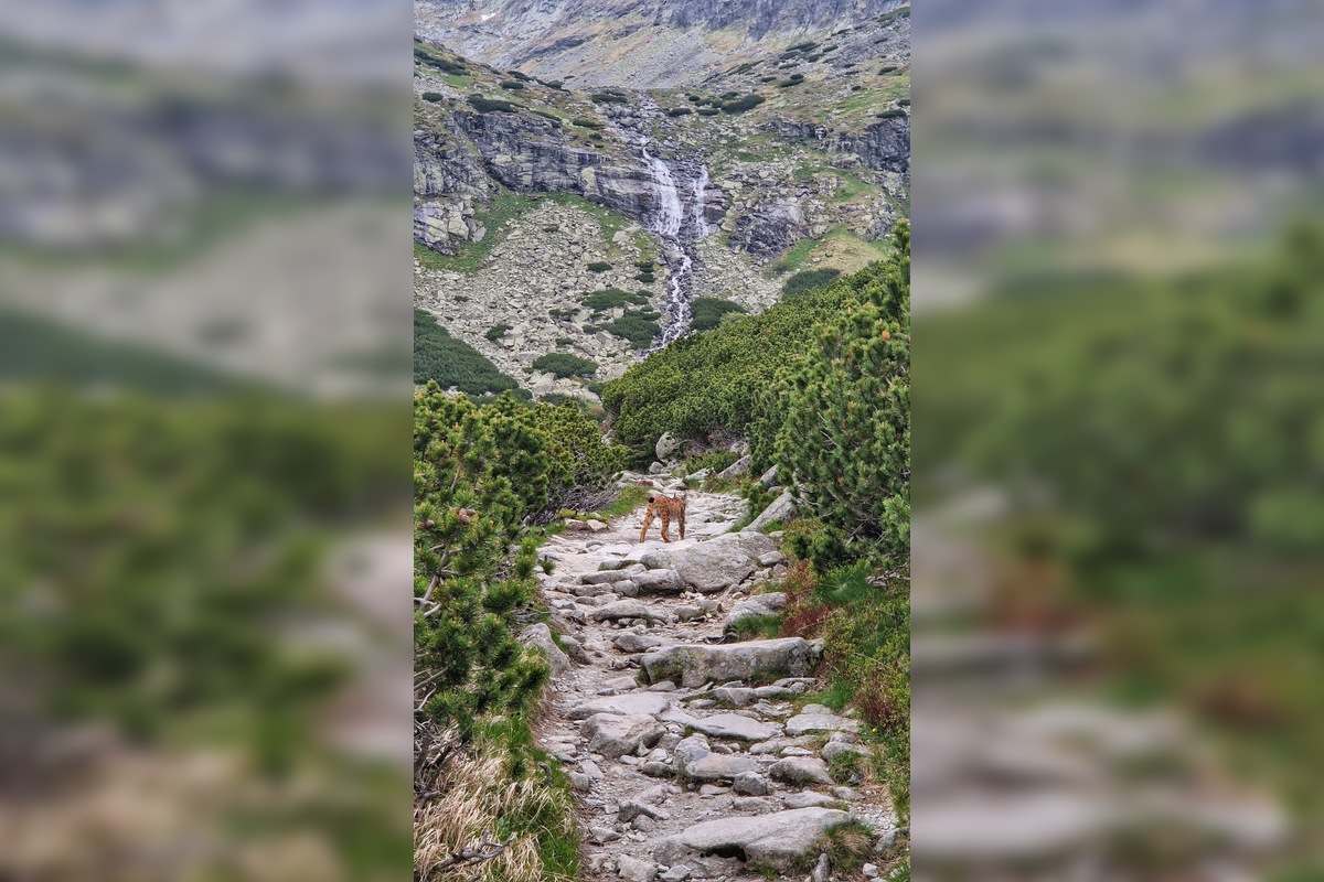 FOTO: Petra prišiel pred Sliezskym Domom pozdraviť nádherný rys, foto 3