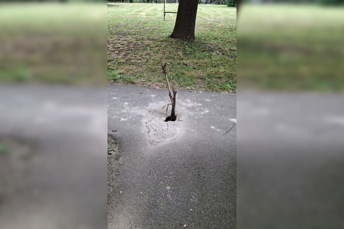 FOTO: Z diery na chodníku v Prešove sa týči obrovský konár, foto 1