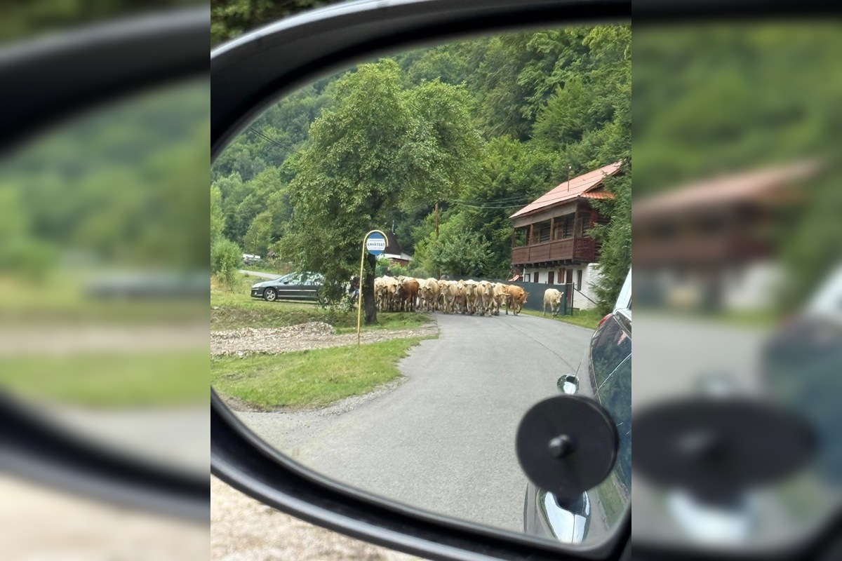 FOTO: Nezvyčajné pátranie v okrese Sabinov. Pátrací tím hľadal 150 kusov dobytka, foto 1