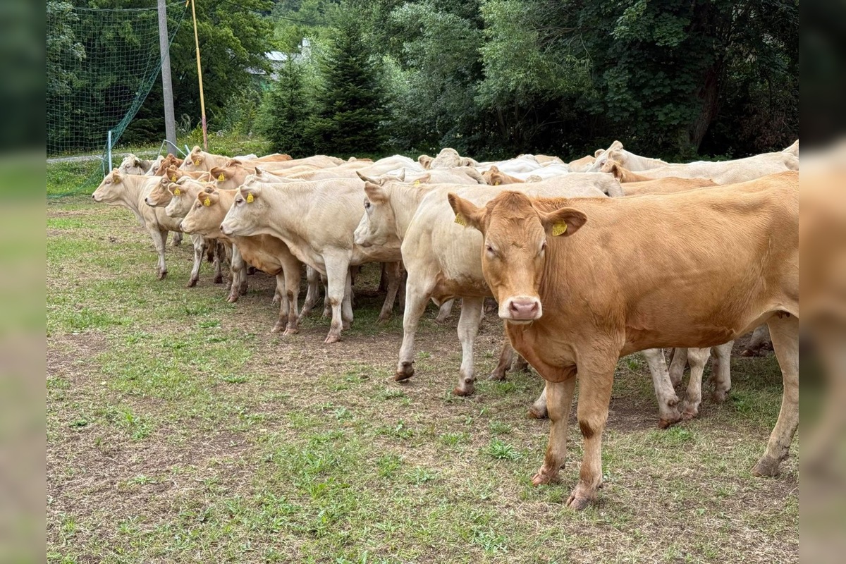 FOTO: Nezvyčajné pátranie v okrese Sabinov. Pátrací tím hľadal 150 kusov dobytka, foto 2