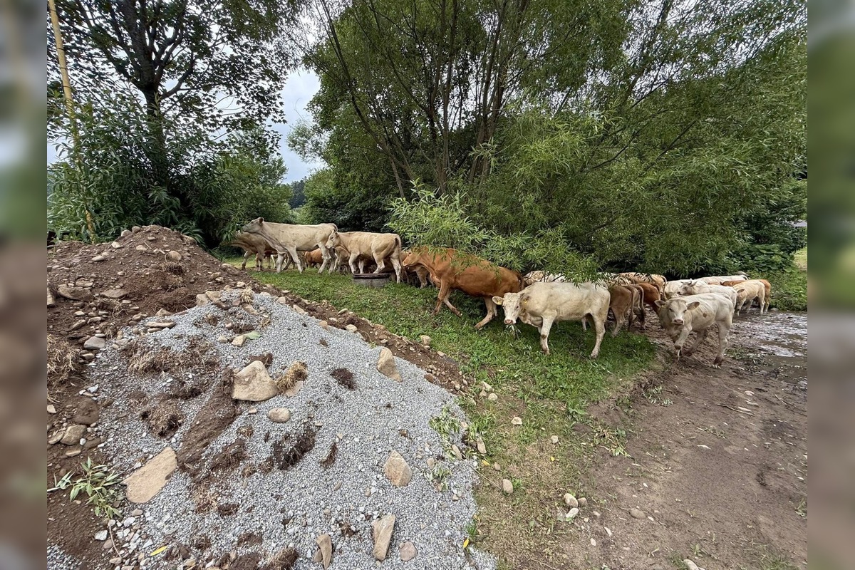 FOTO: Nezvyčajné pátranie v okrese Sabinov. Pátrací tím hľadal 150 kusov dobytka, foto 3