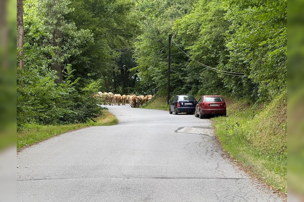 FOTO: Nezvyčajné pátranie v okrese Sabinov. Pátrací tím hľadal 150 kusov dobytka, foto 4