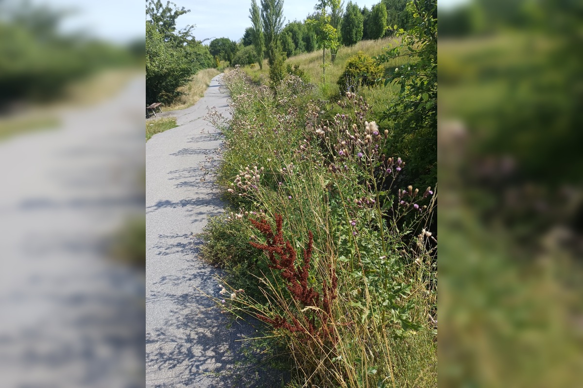 FOTO: Miestni kritizujú stav parku na Sekčove – odpadky a zarastené chodníky, foto 2