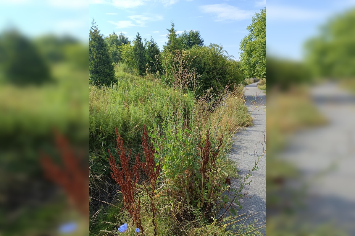 FOTO: Miestni kritizujú stav parku na Sekčove – odpadky a zarastené chodníky, foto 3