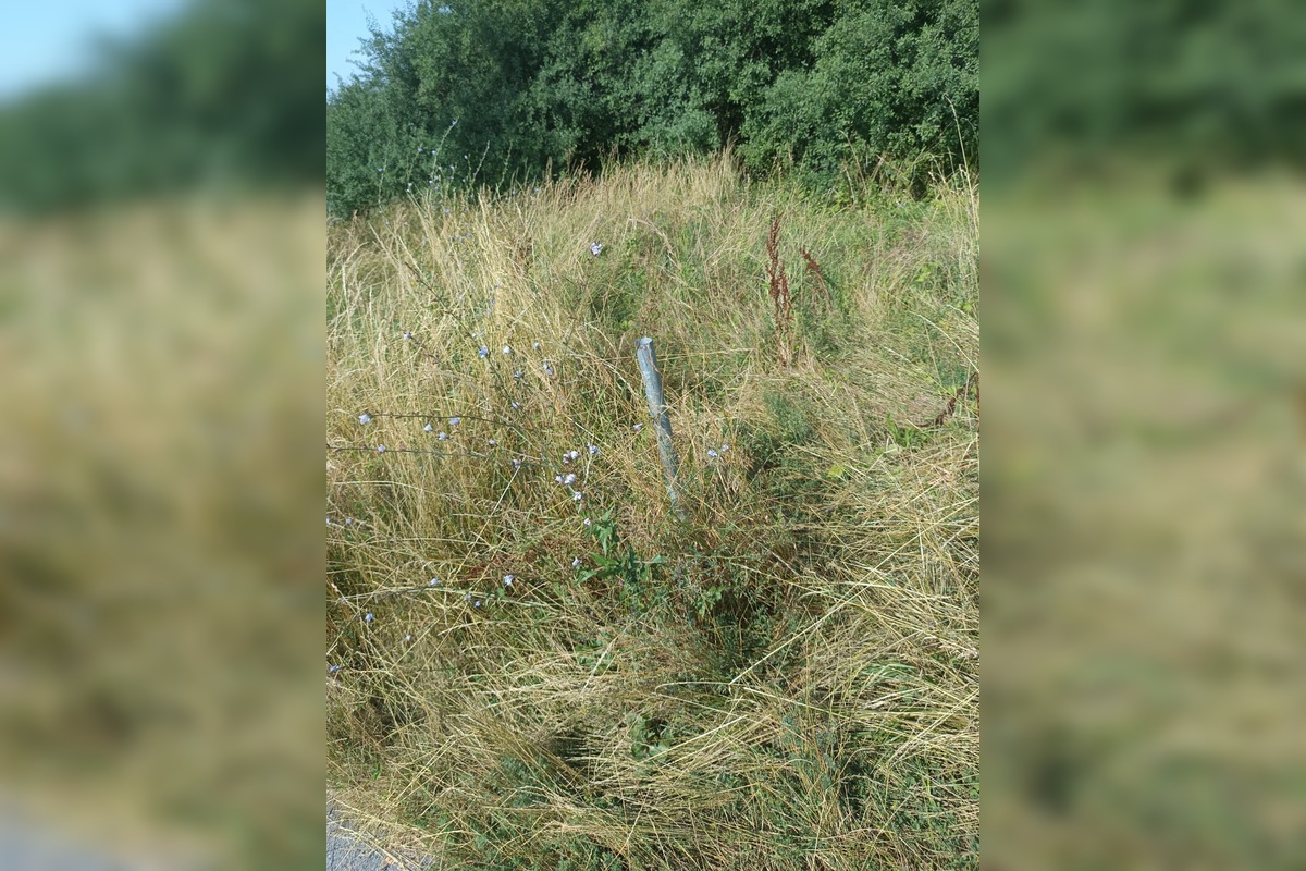 FOTO: Miestni kritizujú stav parku na Sekčove – odpadky a zarastené chodníky, foto 10