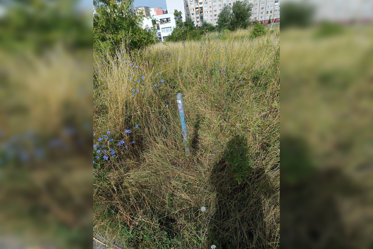 FOTO: Miestni kritizujú stav parku na Sekčove – odpadky a zarastené chodníky, foto 12