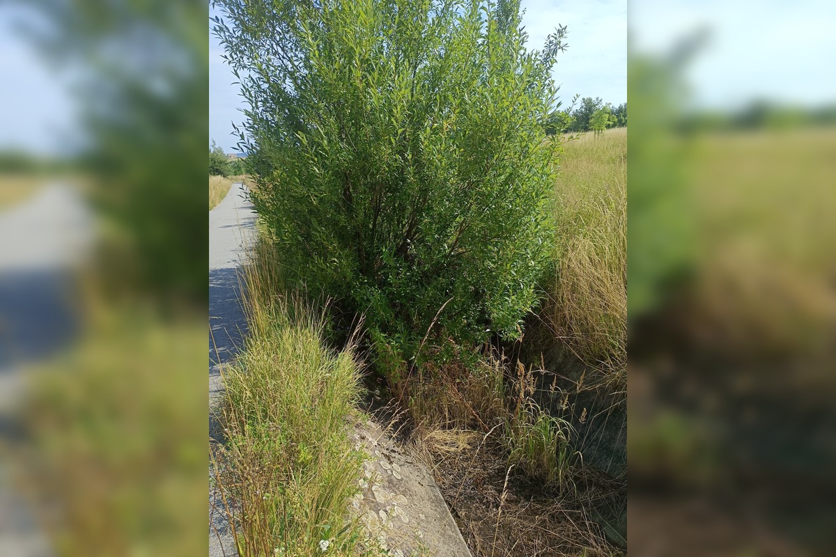 FOTO: Miestni kritizujú stav parku na Sekčove – odpadky a zarastené chodníky, foto 14