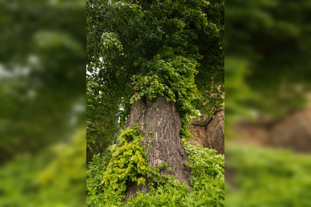FOTO: Lipa z Krásneho Brodu v ankete Strom roka, foto 1