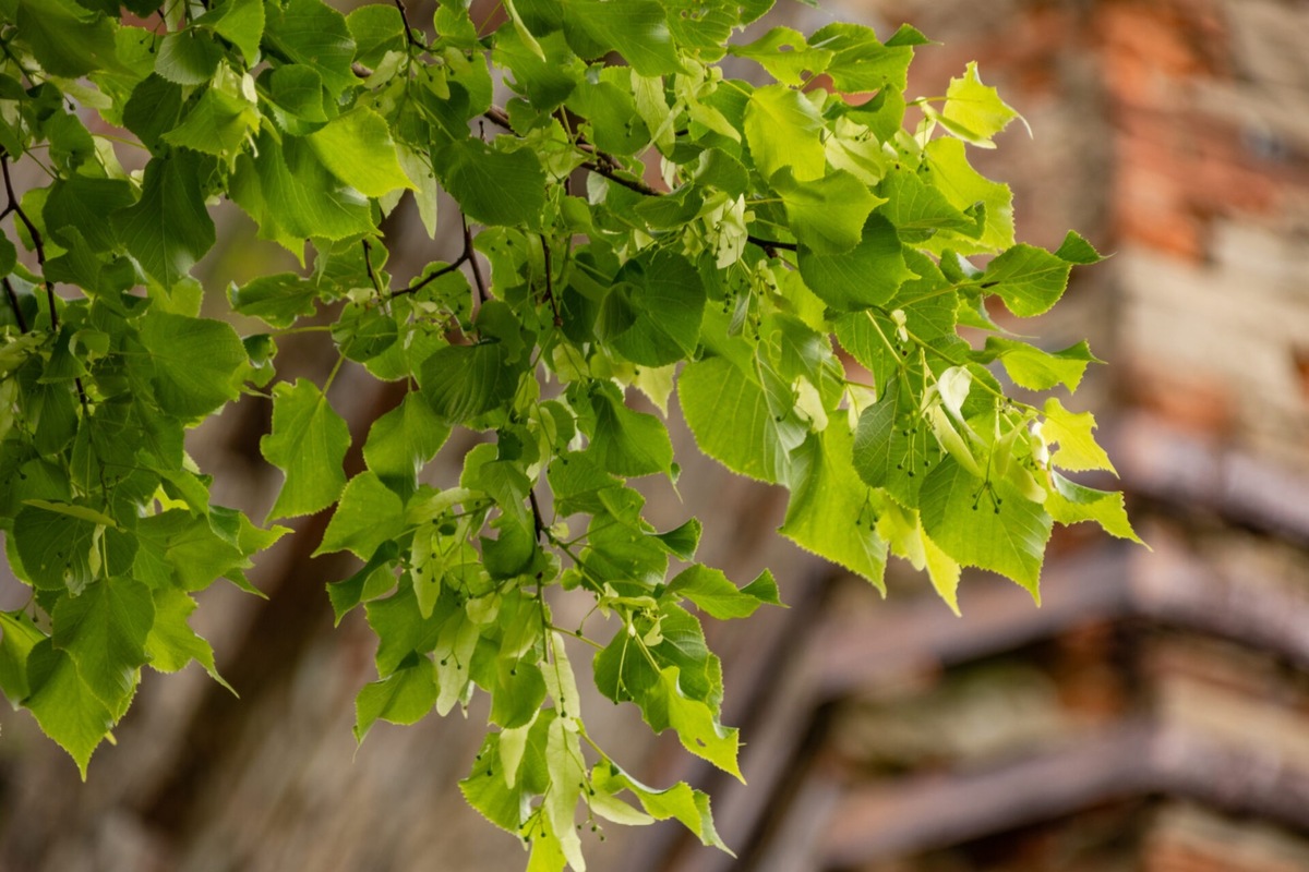 FOTO: Lipa z Krásneho Brodu v ankete Strom roka, foto 7