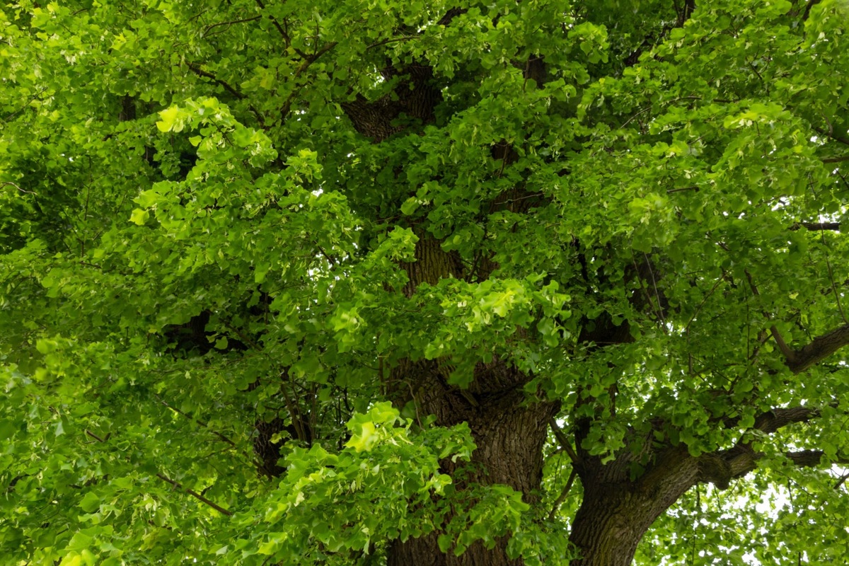 FOTO: Lipa z Krásneho Brodu v ankete Strom roka, foto 8
