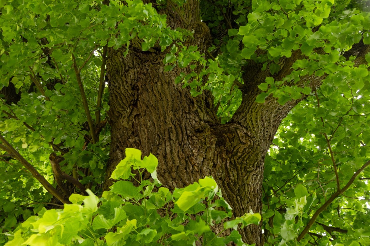 FOTO: Lipa z Krásneho Brodu v ankete Strom roka, foto 9