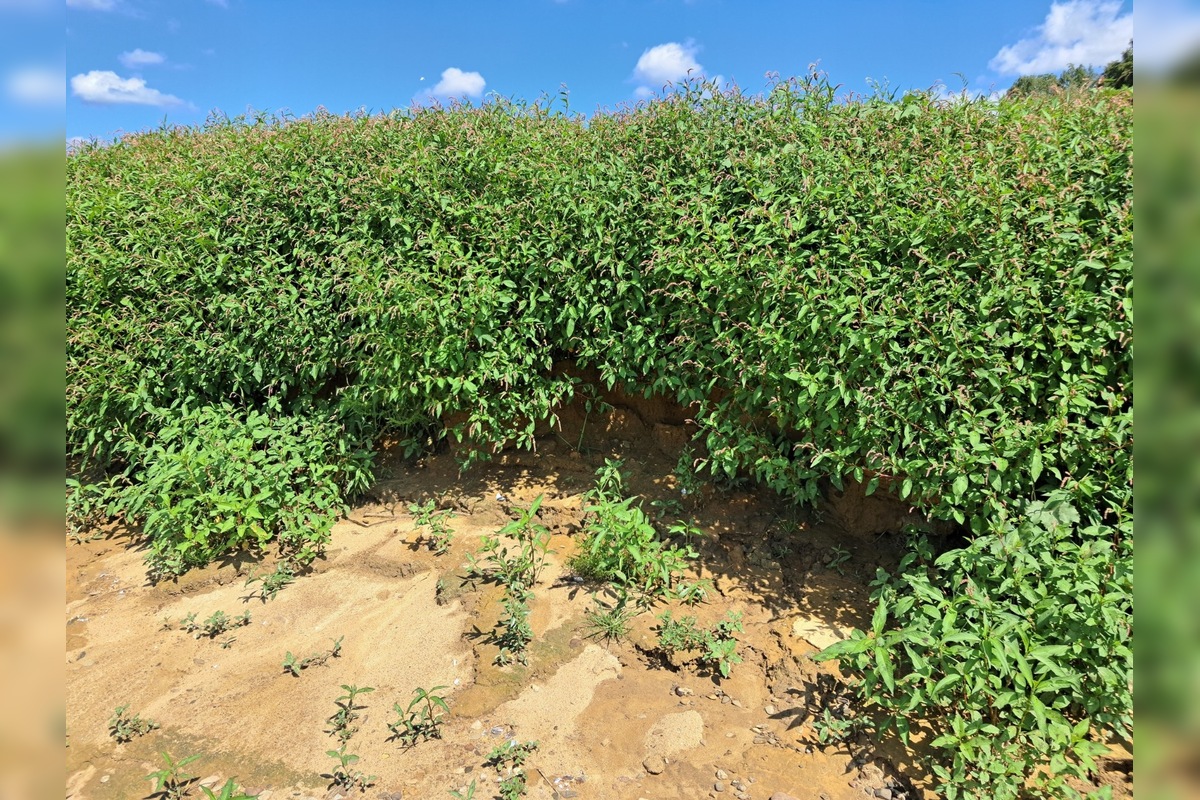 FOTO: Zábery Domaše odhaľujú vyprahnuté miesta, foto 1