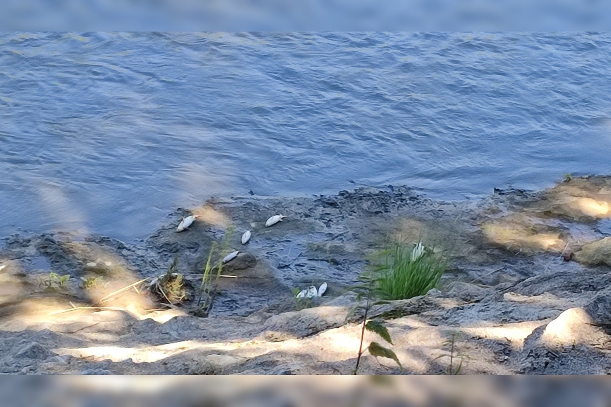 FOTO: Apokalyptický pohľad na Torysu, foto 1